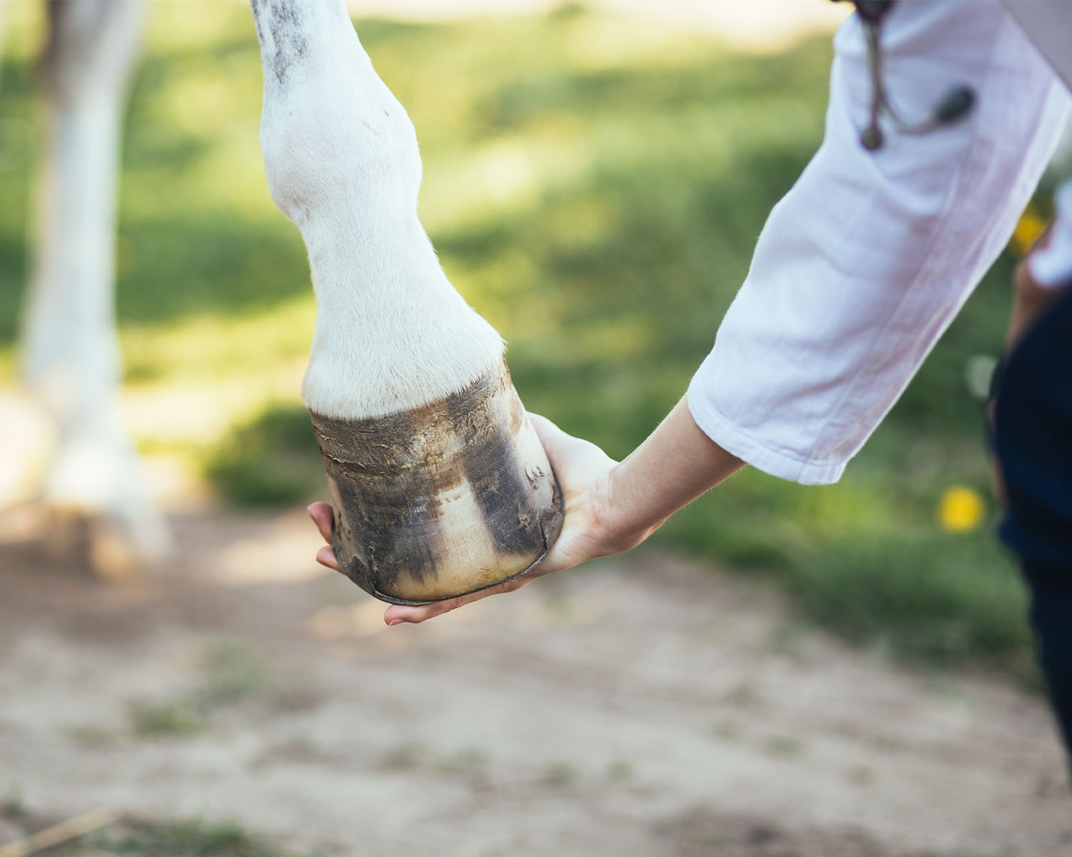 Tierärzte mit Herz - Leistungen für Pferde