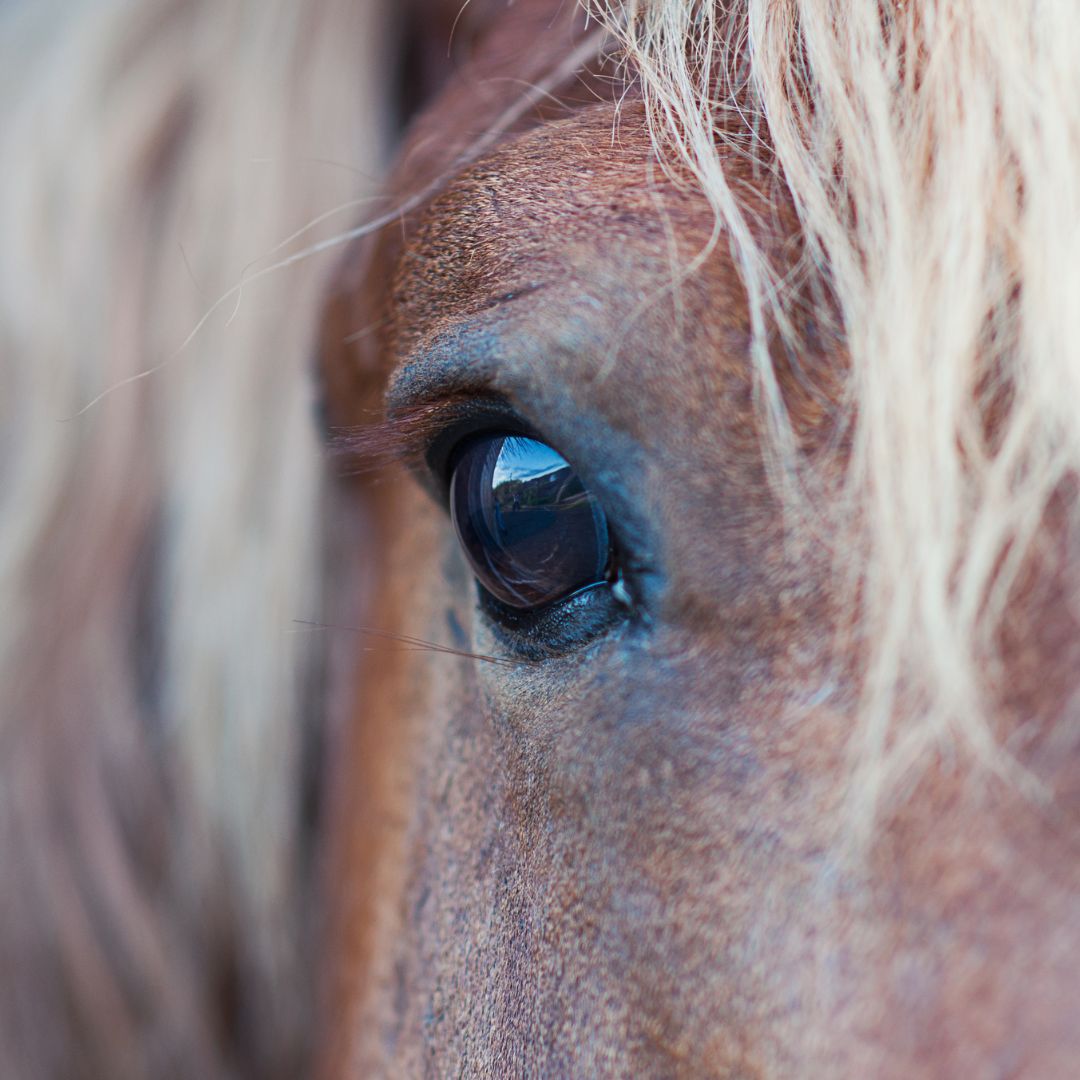 Tierärzte mit Herz - Augenuntersuchung beim Pferd