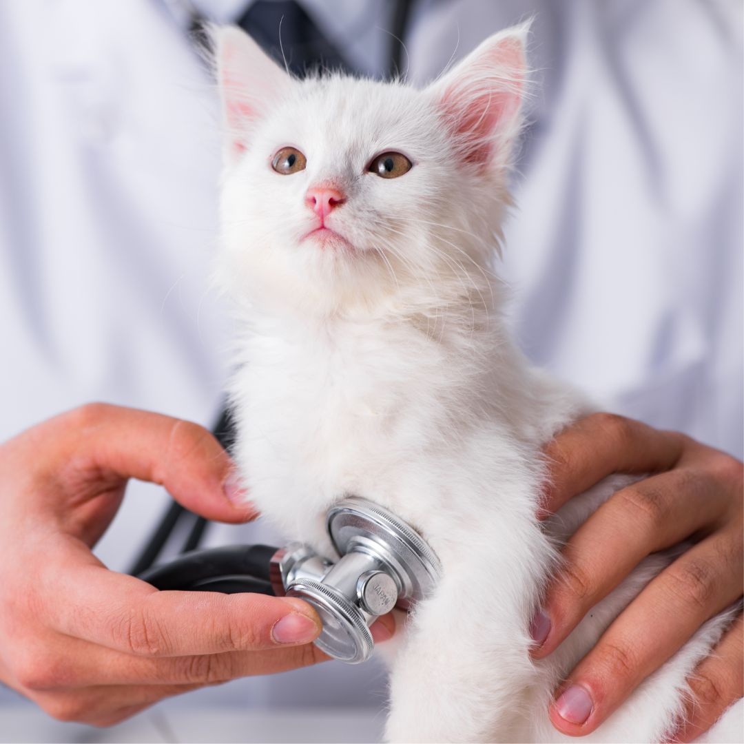 Tierärzte mit Herz - Besondere Leistungen zur Gesundheitsversorgung für Kleintiere