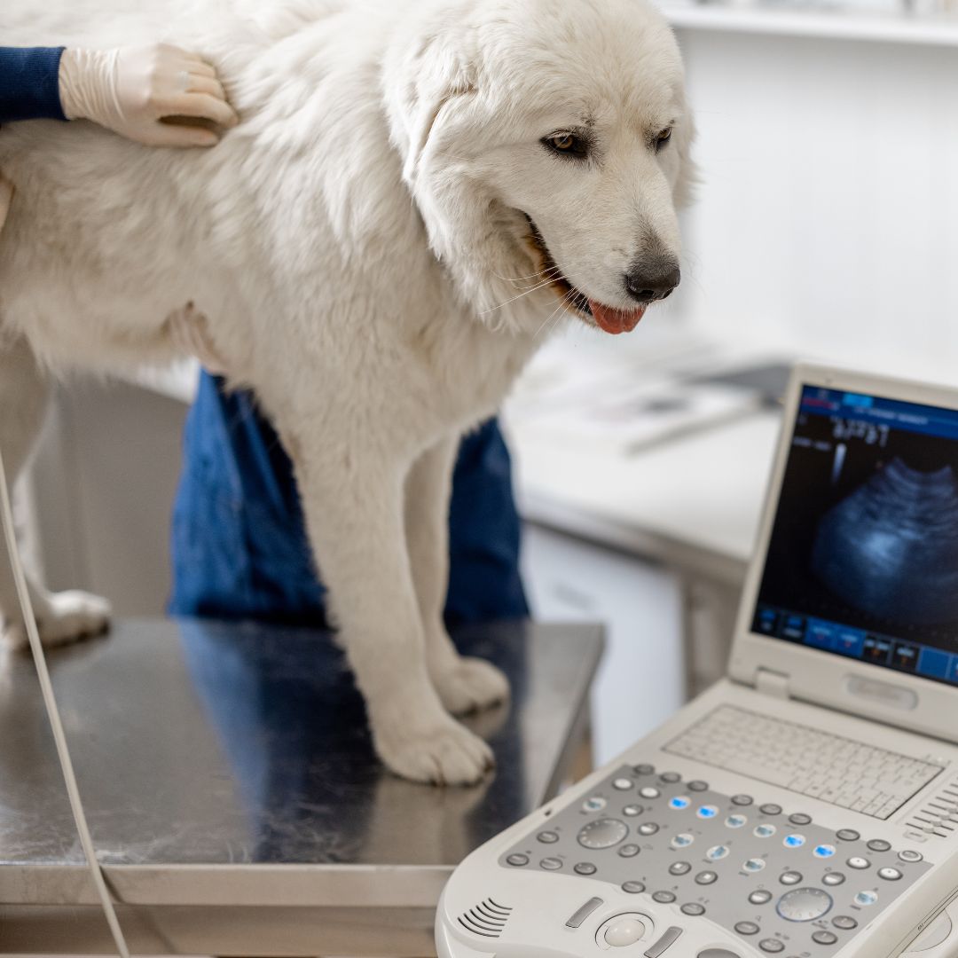 Tierärzte mit Herz - Besondere Leistungen zur Gesundheitsversorgung für Kleintiere