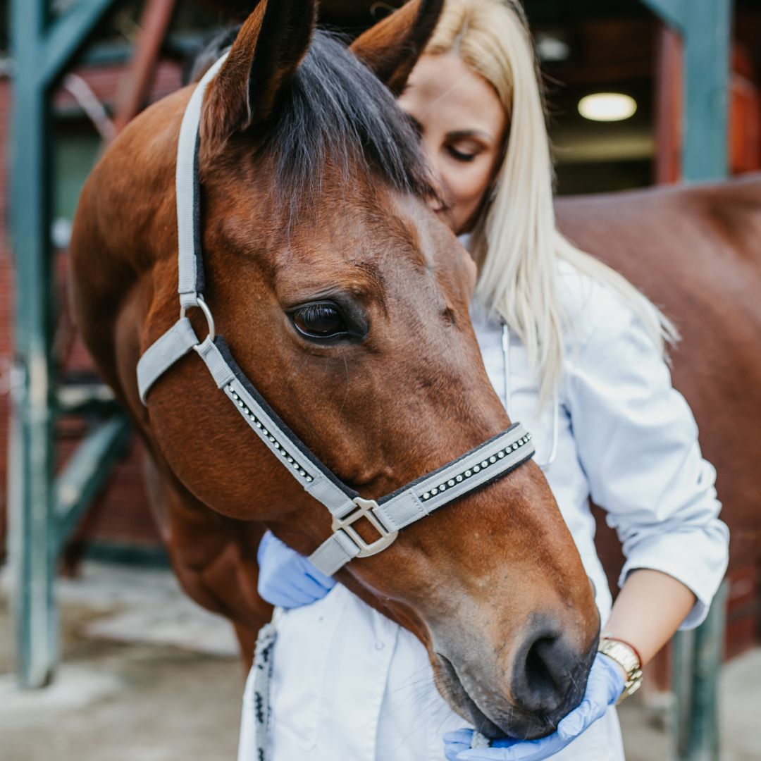 Tierärzte mit Herz - Chirurgie für Pferde