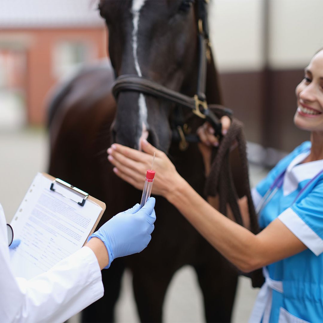 Tierärzte mit Herz - Innere Medizin für Pferde