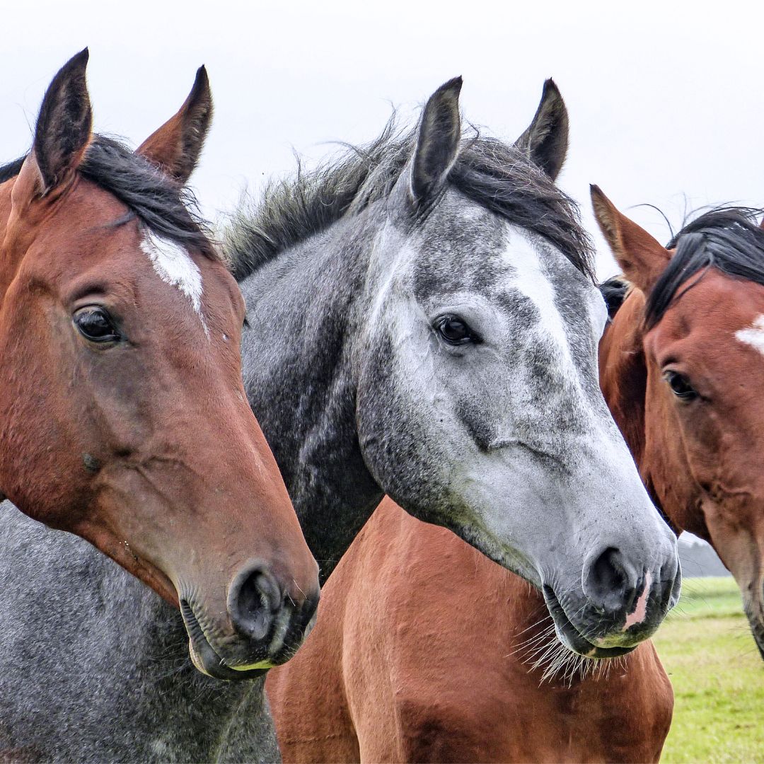 Tierärzte mit Herz - Innere Medizin für Pferde