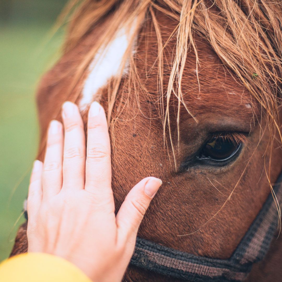 Tierärzte mit Herz - Innere Medizin für Pferde