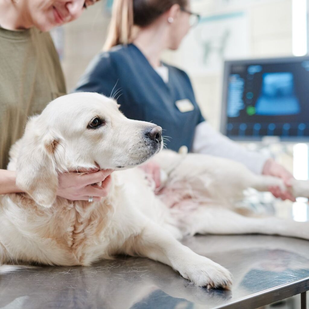 Tierärzte mit Herz - Orthopädie für Kleintiere, Tierarzt Steiermark