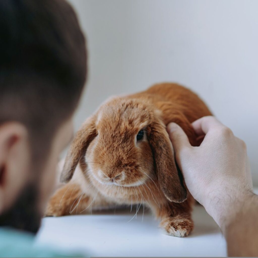 Tierärzte mit Herz - Orthopädie für Kleintiere, Tierarzt Steiermark