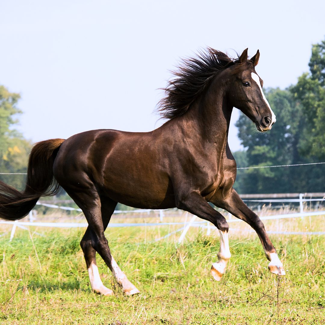 Tierärzte mit Herz - Orthopädie für Pferde