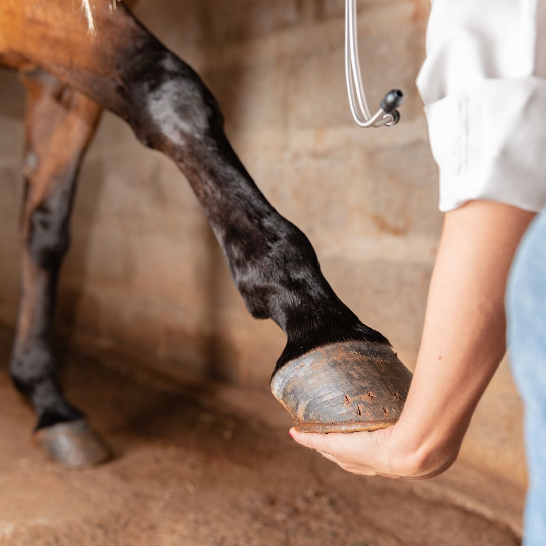 Tierärzte mit Herz - Orthopädie für Pferde