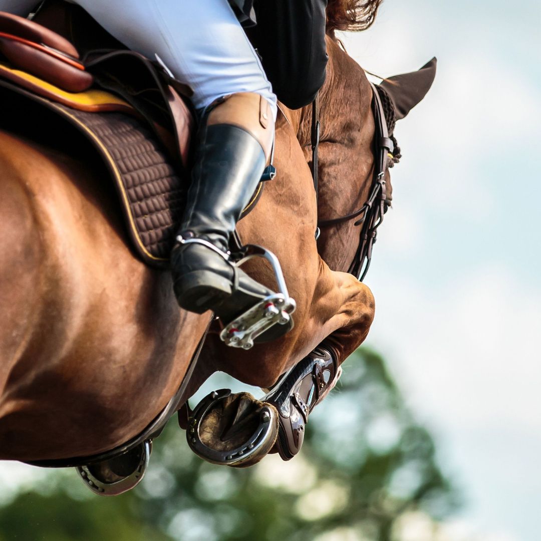 Tierärzte mit Herz - Orthopädie für Pferde